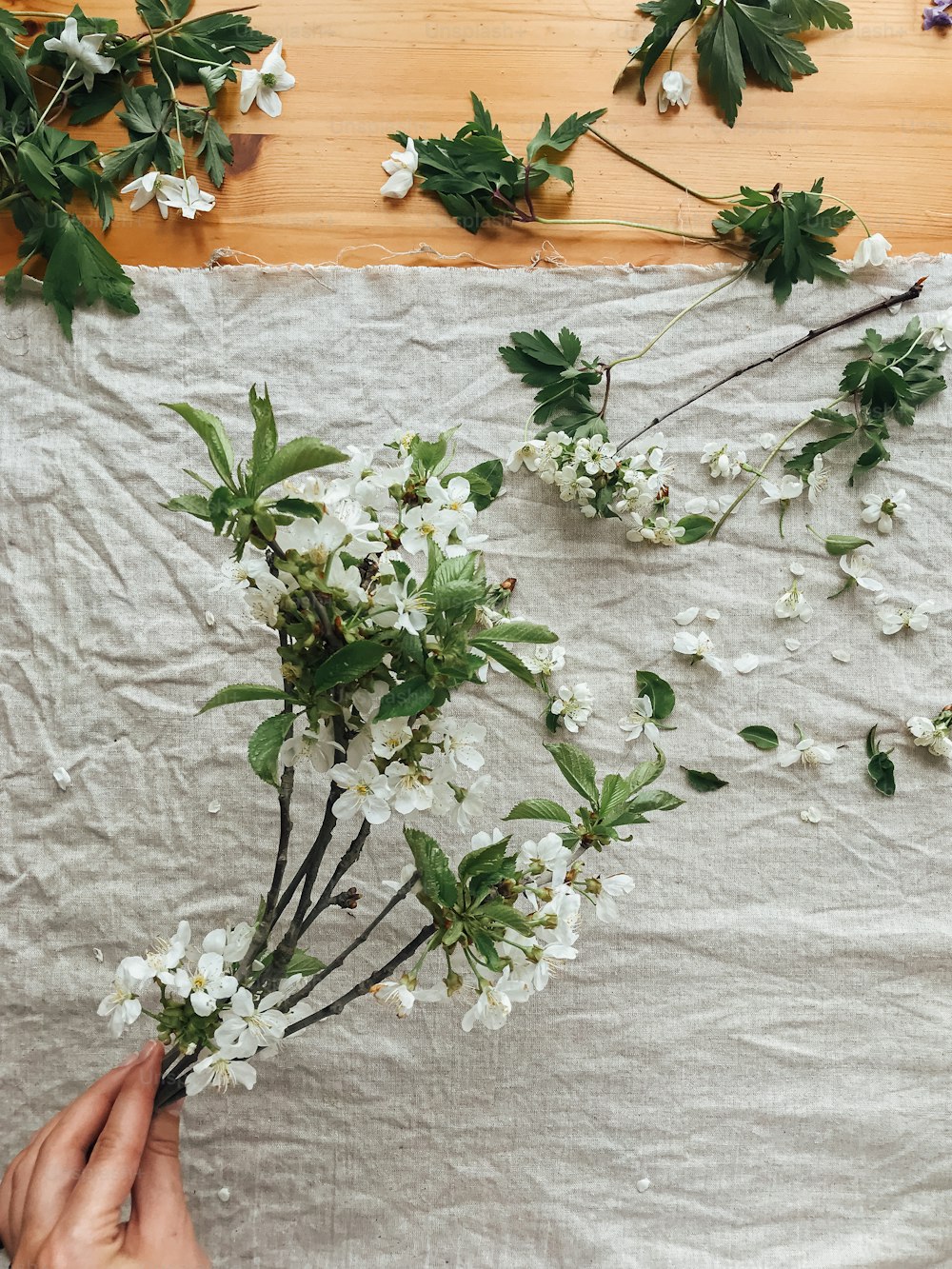Hand holding cherry and apple branches, petals and leaves on rustic linen cloth,  top view. Hello spring and Happy Easter! Aesthetic simple image. Spring flowers on linen fabric