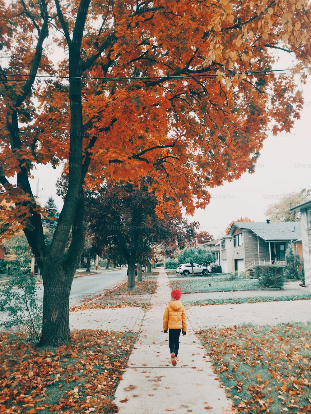 Cute girl child in yellow jacket and pink hat walking down the street in suburbs outdoor. Kid enjoying beautiful autumn fall day outside. Tall trees with red leaves foliage. View from back behind.