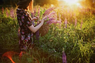 Beautiful stylish woman gathering lupine in wicker rustic basket in sunny field. Tranquil atmospheric moment. Young female in vintage floral dress and hat relaxing in summer meadow in countryside