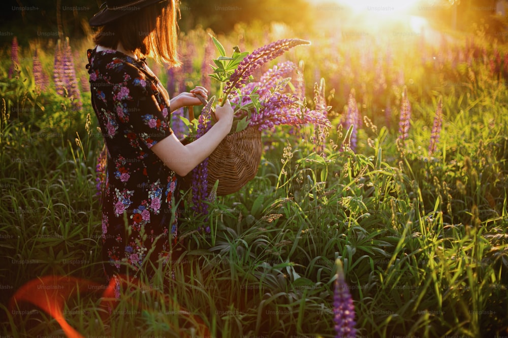 Beautiful stylish woman gathering lupine in wicker rustic basket in sunny field. Tranquil atmospheric moment. Young female in vintage floral dress and hat relaxing in summer meadow in countryside
