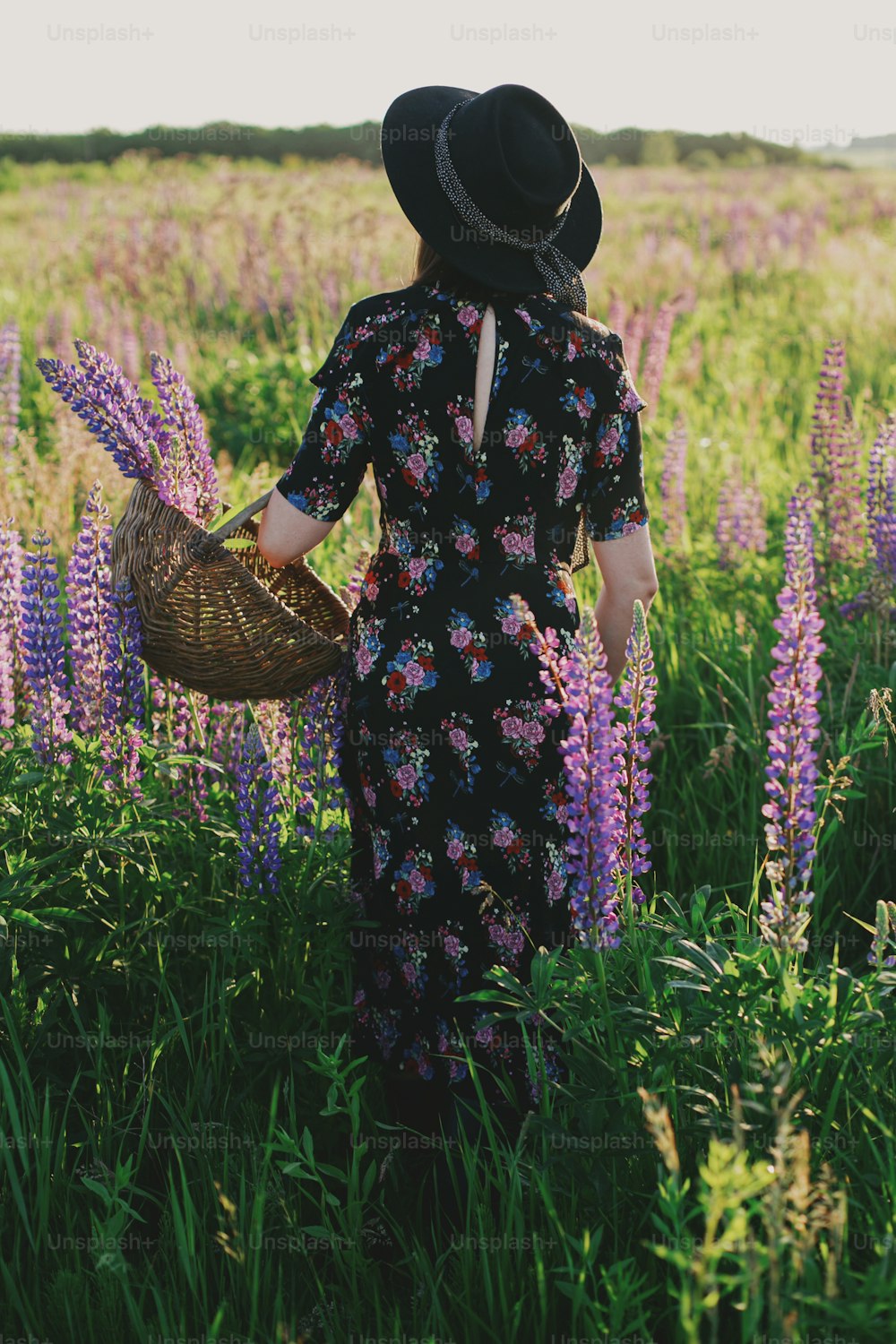 Beautiful stylish woman gathering lupine in wicker rustic basket in sunny field. Tranquil atmospheric moment. Young female in vintage floral dress and hat relaxing in summer meadow in countryside