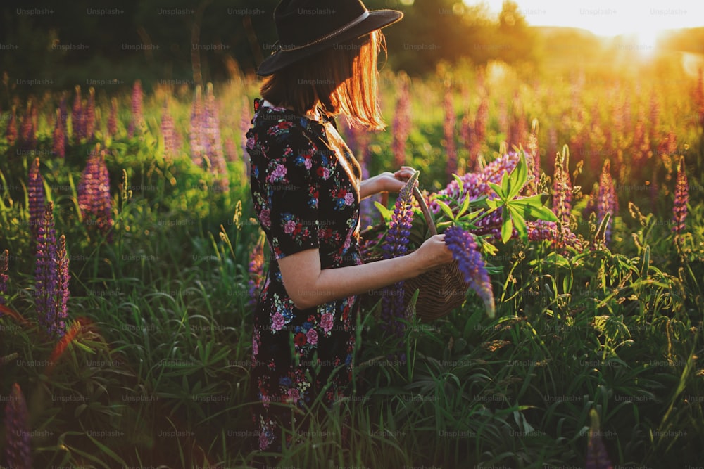 Stylish woman gathering lupine in wicker rustic basket at sunset light in countryside field. Tranquil atmospheric moment. Young female gathering wildflowers in summer meadow
