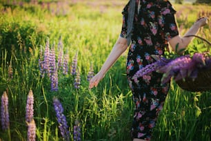 Bella donna elegante che cammina con un cesto rustico di vimini nel campo soleggiato dei lupini. Momento atmosferico tranquillo. Giovane femmina in abito floreale vintage e cappello che raccolgono fiori nella campagna estiva