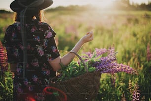 Beautiful stylish woman walking with wicker rustic basket in sunny lupine field. Tranquil atmospheric moment. Young female in vintage floral dress and hat gathering flowers in summer countryside