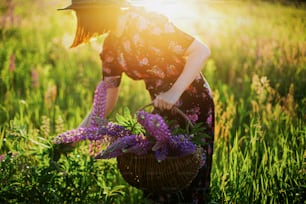 Stylish woman gathering lupine in wicker rustic basket close up in sunny field. Young female in vintage floral dress gathering wildflowers in summer countryside at sunset. Tranquil  moment