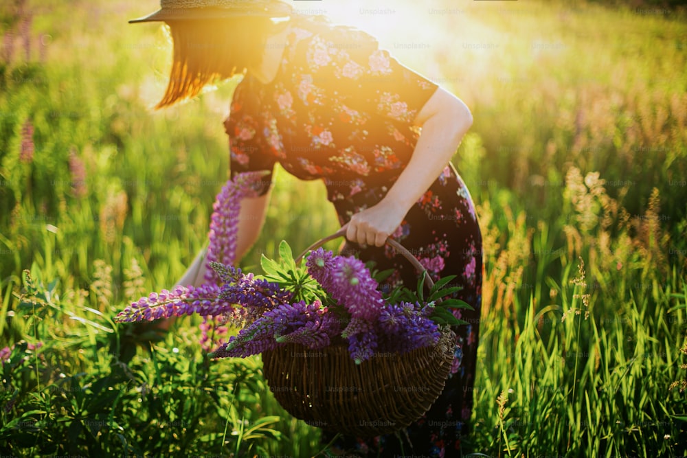Donna elegante che raccoglie lupino in un cesto rustico di vimini da vicino in campo soleggiato. Giovane femmina in abito floreale vintage che raccoglie fiori selvatici nella campagna estiva al tramonto. Momento di tranquillità