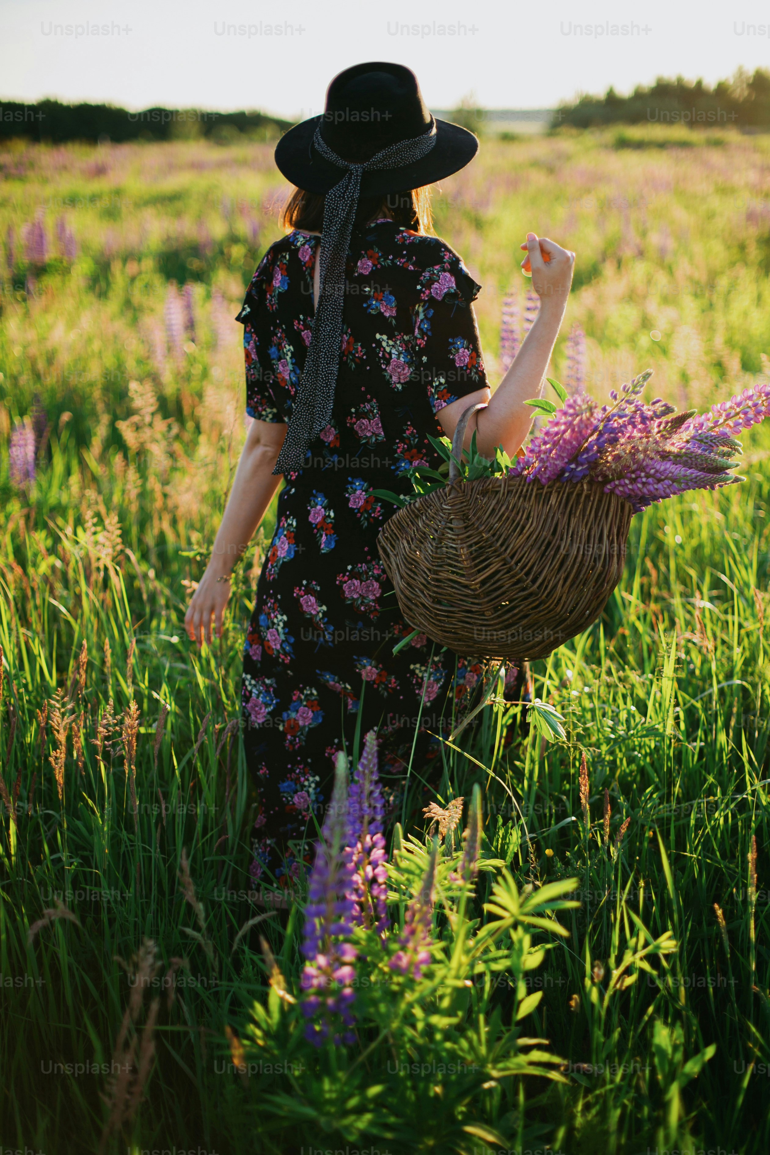 Beautiful stylish woman gathering lupine in wicker rustic basket in sunny field. Tranquil atmospheric moment. Young female in vintage floral dress and hat relaxing in summer meadow in countryside