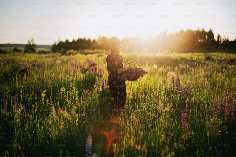 Schöne stilvolle Frau, die im sonnigen Lupinenfeld mit rustikalem Weidenkorb und Blumen spazieren geht. Ruhiger atmosphärischer Moment. Junge Frau sammelt Wildblumen in der Sommerlandschaft bei Sonnenuntergang