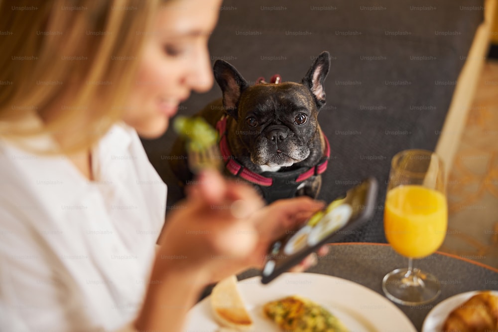 悲しい空腹のフレンチブルドッグは、朝食のテーブルで朝の食事の写真を撮る笑顔の女性を見上げています