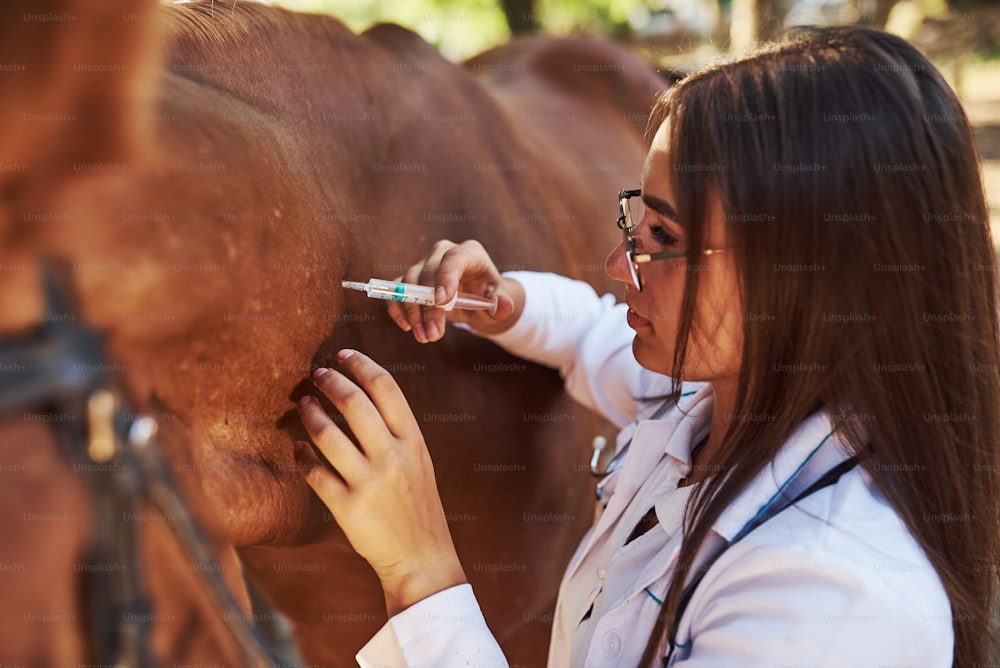 注射をします。昼間、牧場の屋外で馬を診察する女性獣医。