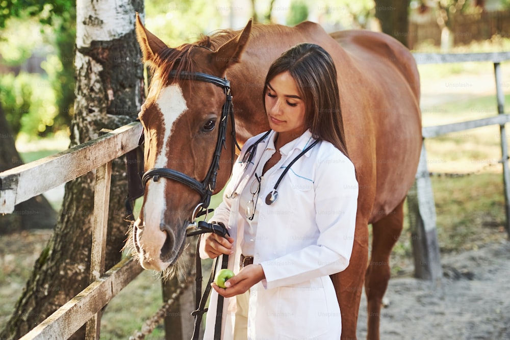 りんごによる給餌。昼間、牧場の屋外で馬を診察する女性獣医。