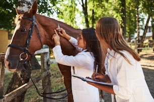 Make an injection. Two female vets examining horse outdoors at the farm at daytime.
