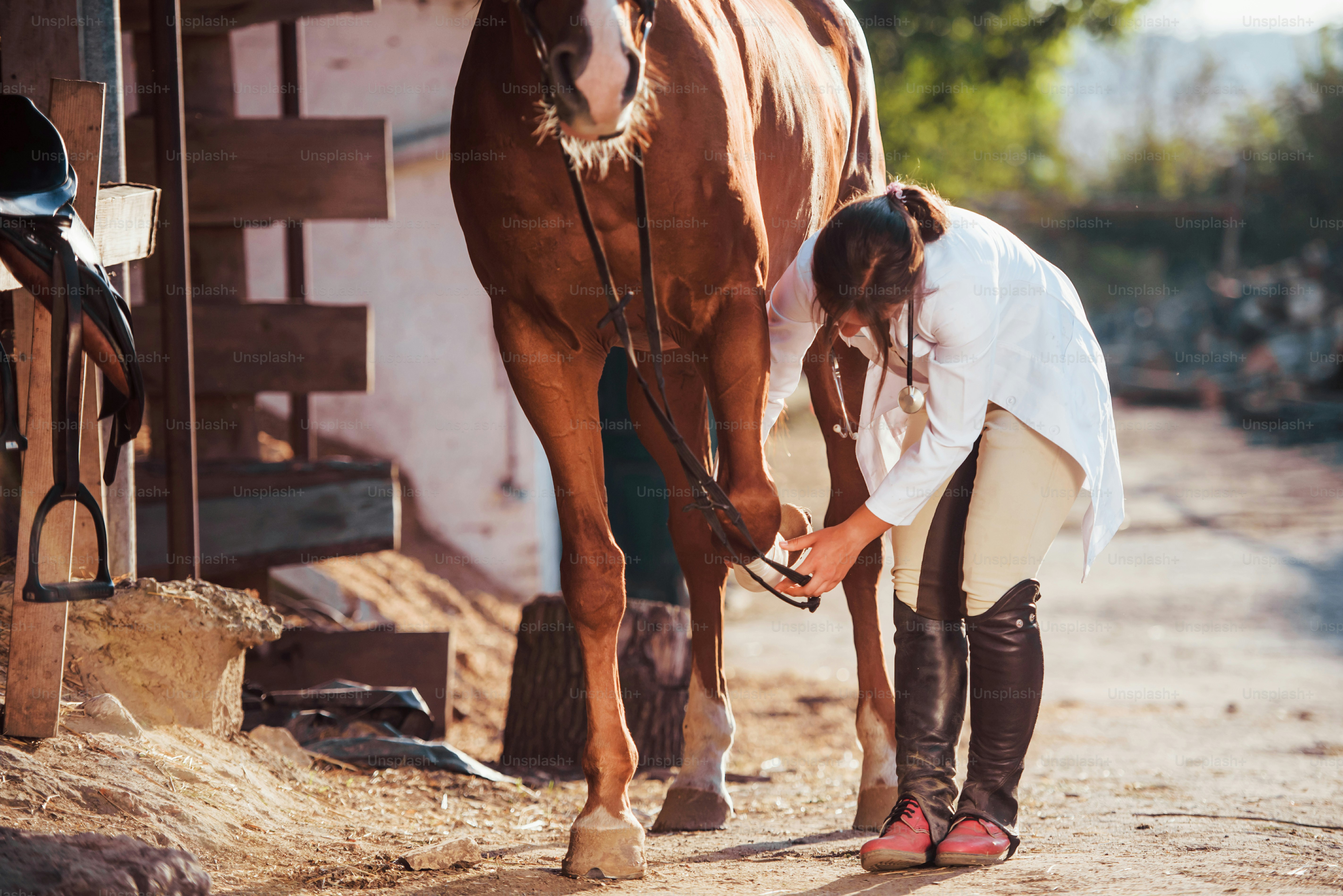 Using bandage to heal the leg. Female vet examining horse outdoors at the farm at daytime.