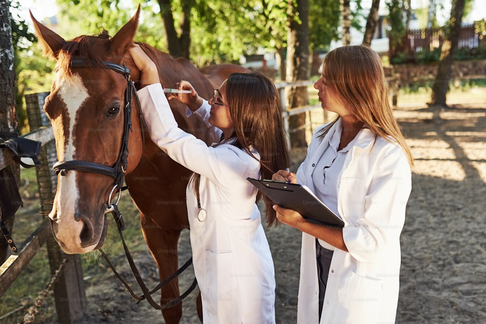 注射をします。昼間、牧場の屋外で馬を診察する2人の女性獣医。