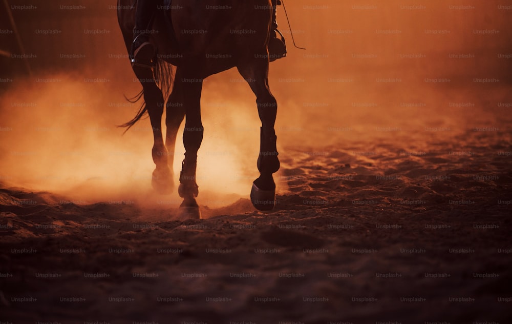 Majestic image of horse silhouette with rider on sunset background.