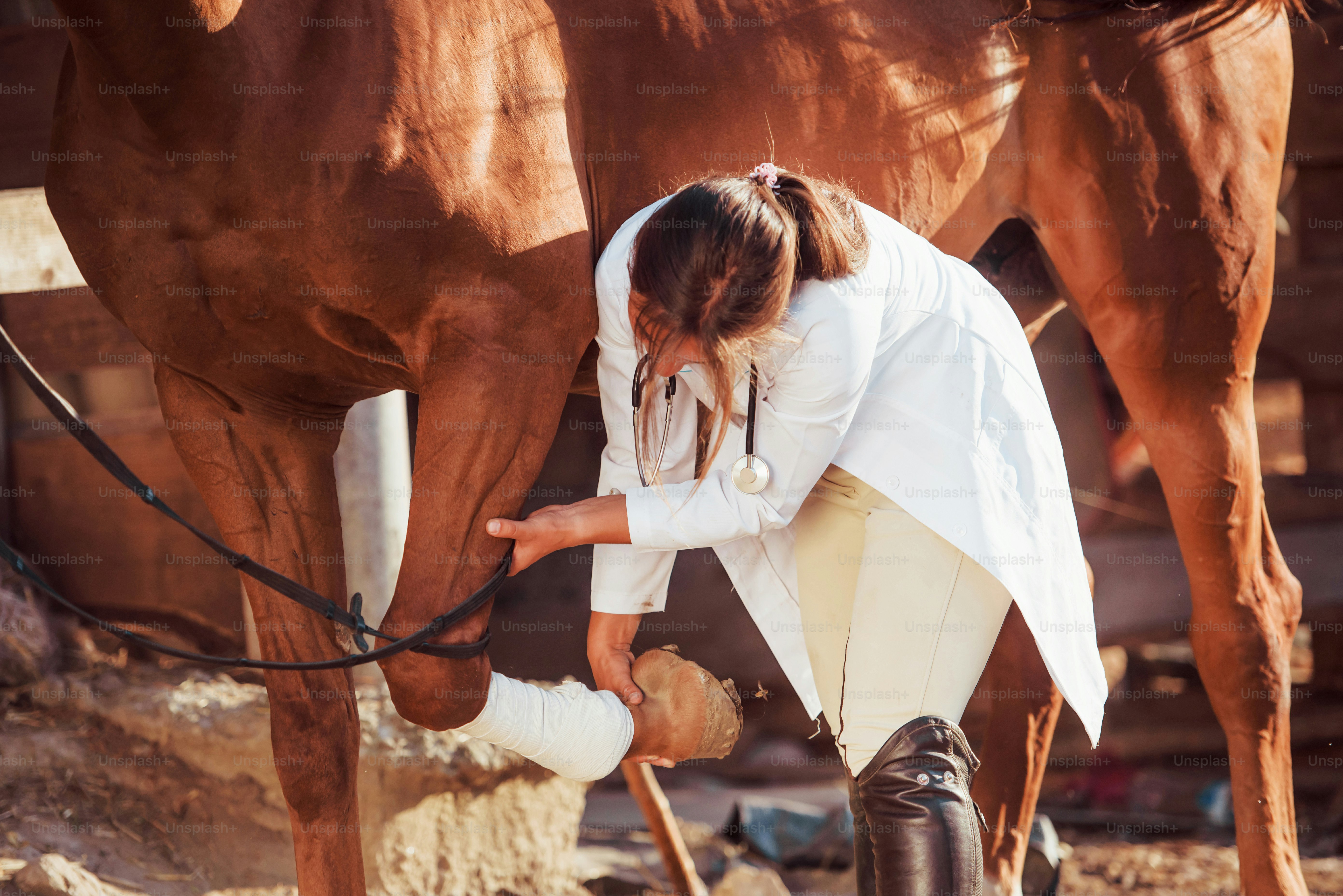 Using bandage to heal the leg. Female vet examining horse outdoors at the farm at daytime.