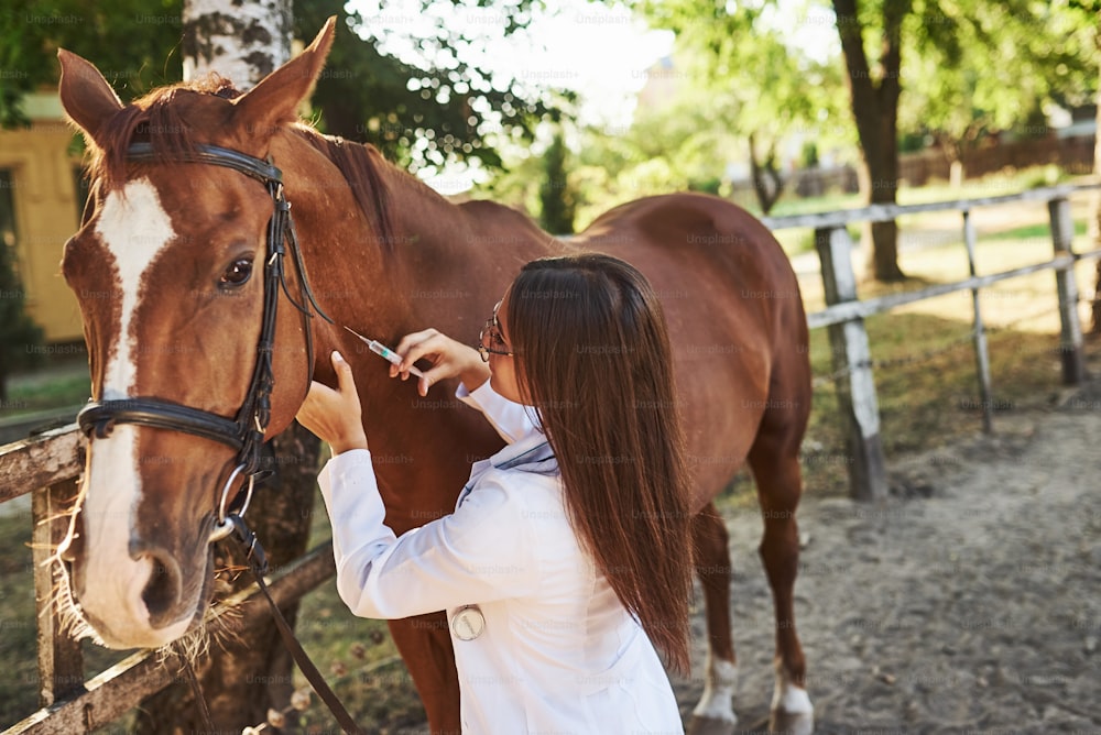 Faites une injection. Vétérinaire examinant le cheval à l’extérieur à la ferme pendant la journée.