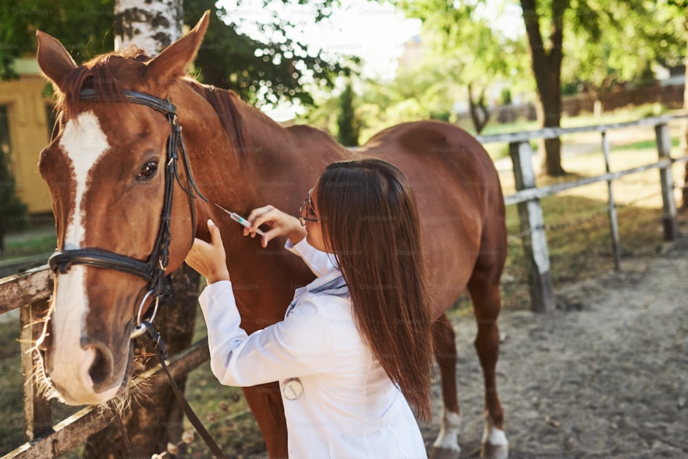 Faça uma injeção. Veterinário fêmea examinando cavalo ao ar livre na fazenda durante o dia.