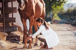 Usar vendaje para sanar la pierna. Veterinaria examinando caballo al aire libre en la granja durante el día.
