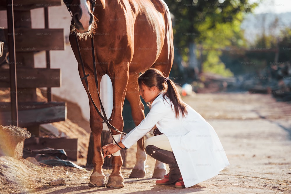 Usando bandagem para curar a perna. Veterinário fêmea examinando cavalo ao ar livre na fazenda durante o dia.