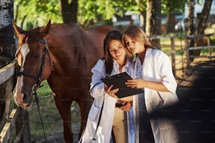 Reading documents. Two female vets examining horse outdoors at the farm at daytime.