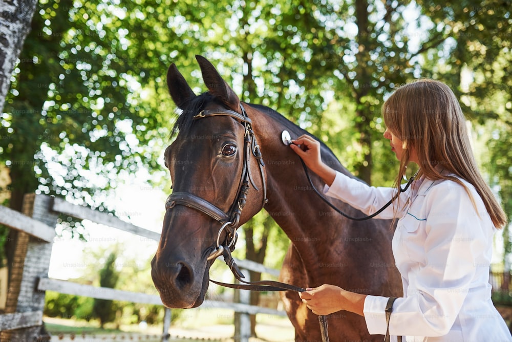 Uso del estetoscopio. Veterinaria examinando caballo al aire libre en la granja durante el día.