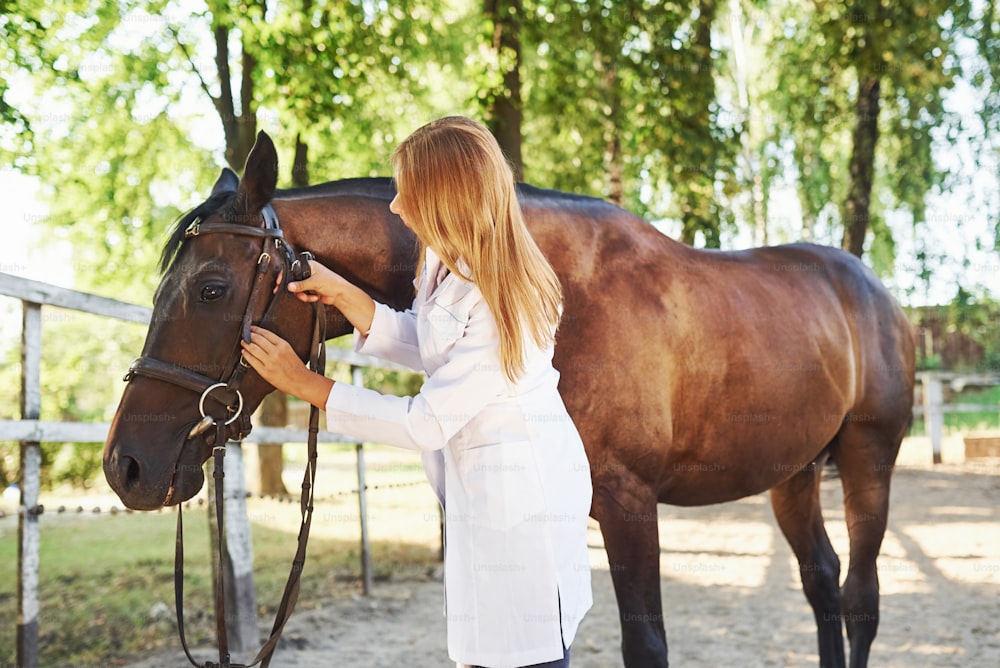 Female vet examining horse outdoors at the farm at daytime.