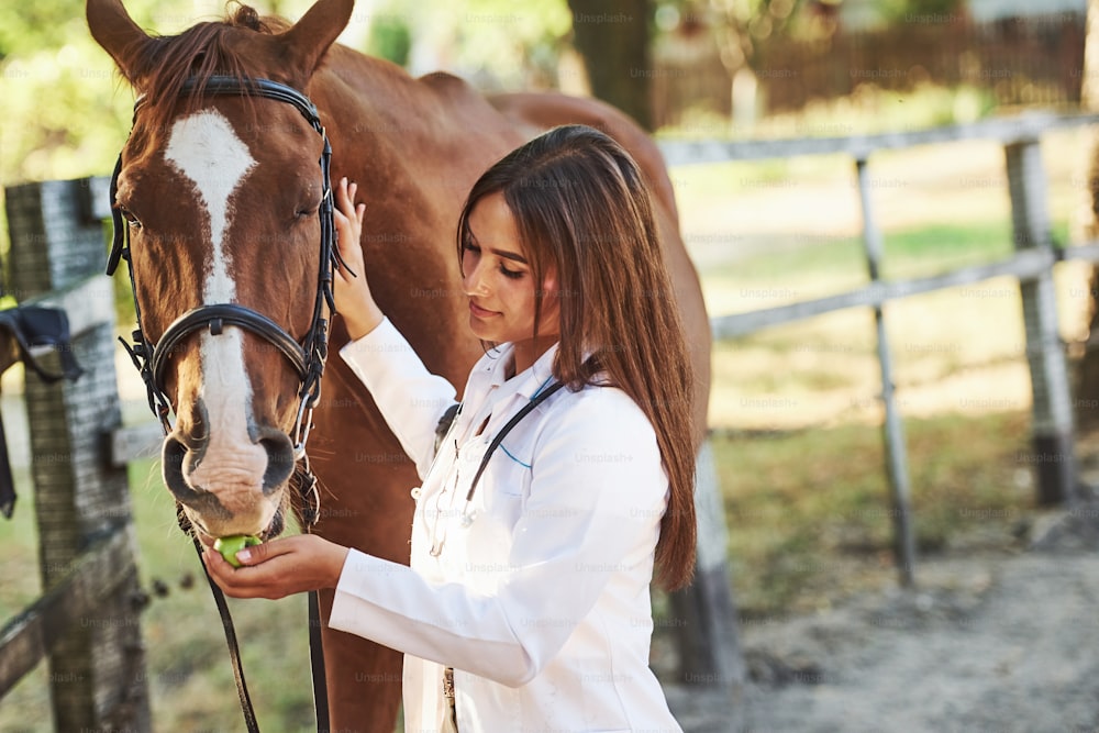 Alimentación por manzana. Veterinaria examinando caballo al aire libre en la granja durante el día.