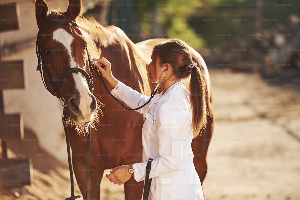 聴診器を使用する。昼間、牧場の屋外で馬を診察する女性獣医。