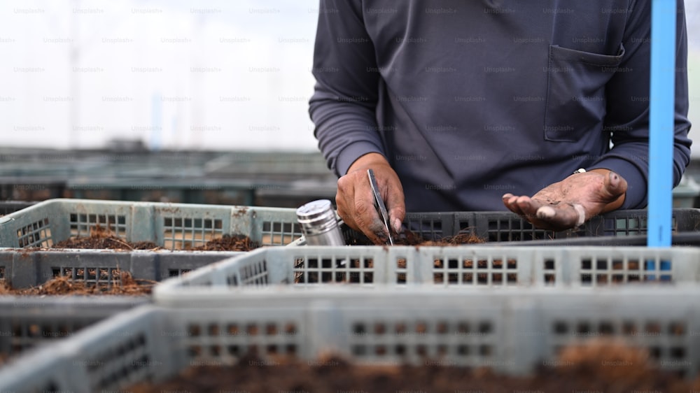 Foto recortada de la mano del granjero plantando semillas de pimiento dulce en el invernadero.
