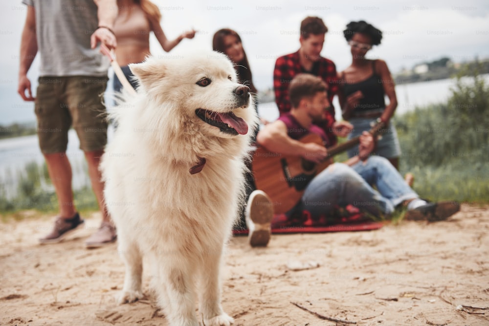Cheerful cute dog. Group of people have picnic on the beach. Friends have fun at weekend time.