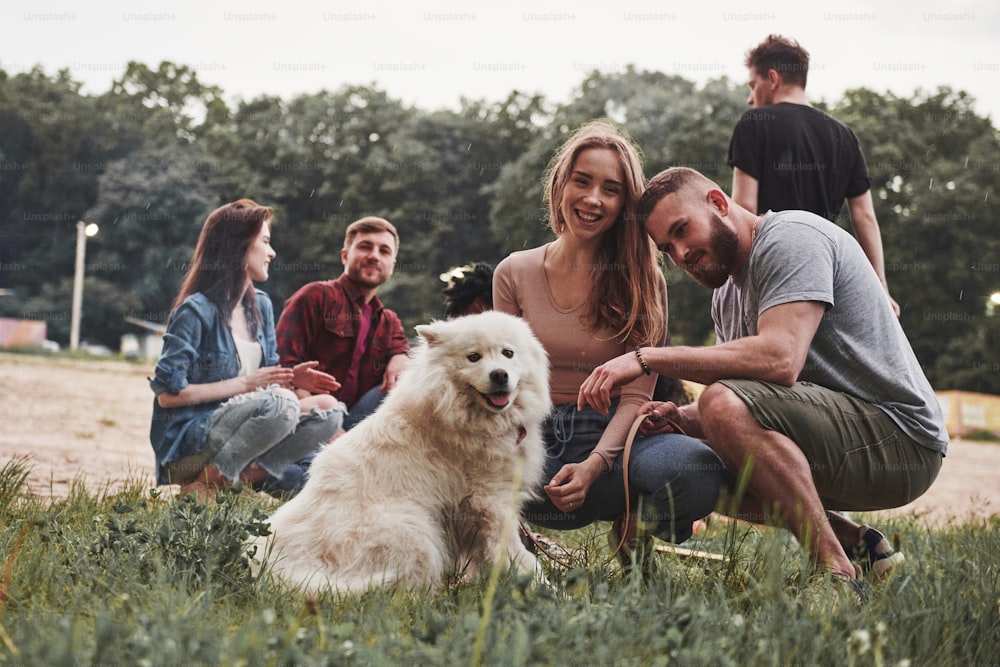 Dog looks into the camera. Group of people have picnic on the beach. Friends have fun at weekend time.
