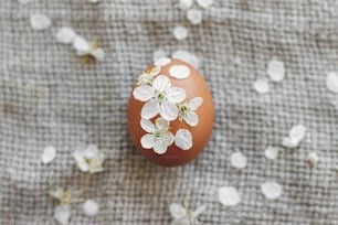 Easter egg decorated with cherry flowers and petals on rustic linen napkin. Flat lay. Creative natural eco friendly decor of eggs. Happy Easter minimalist greeting card with space for text