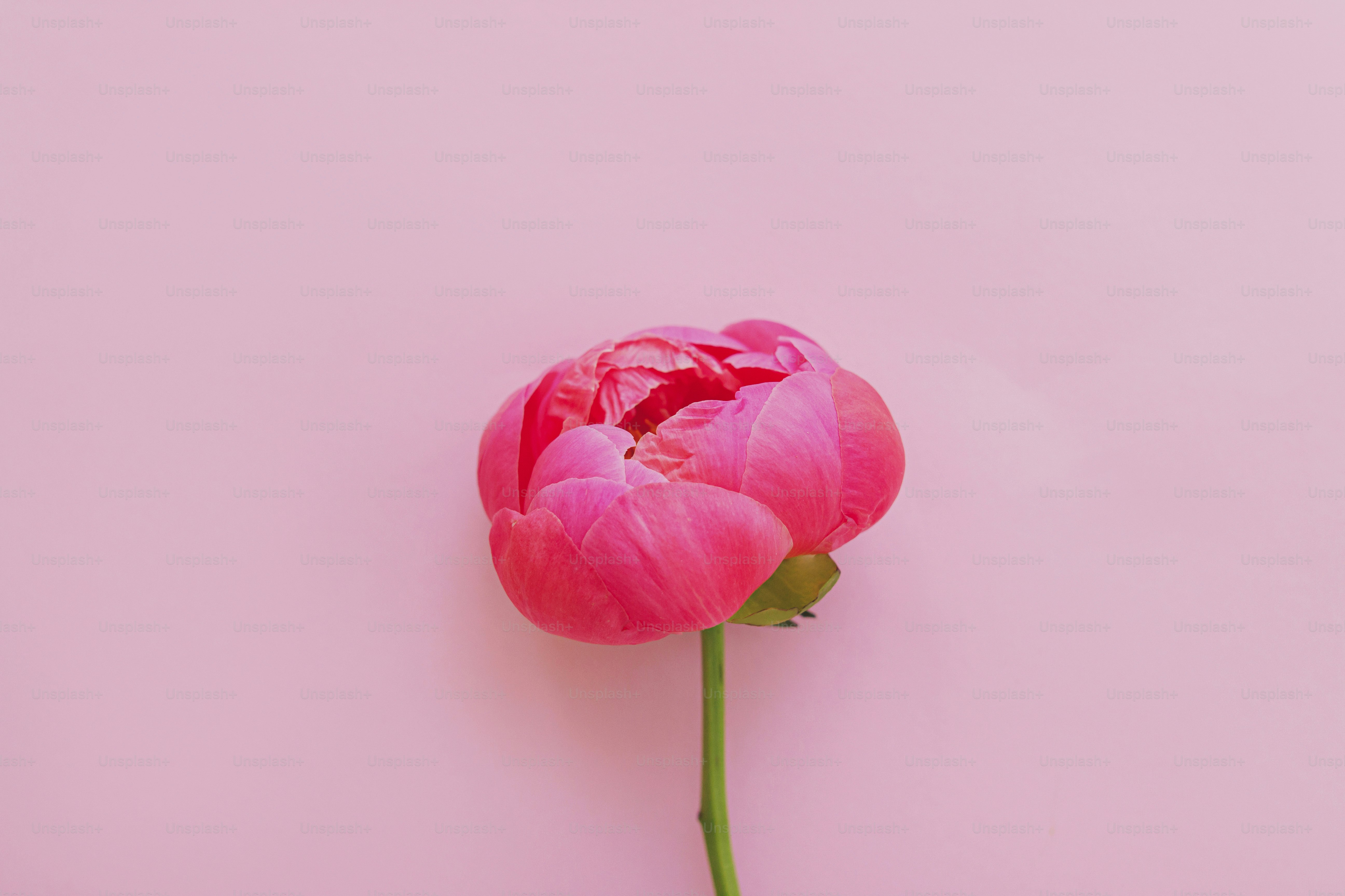 Linda flor de peônia rosa grande no fundo rosa brilhante flat lay. Modelo de cartão de felicitações floral mínimo moderno, espaço de cópia. Feliz dia das mães ou dia da mulher. Olá primavera