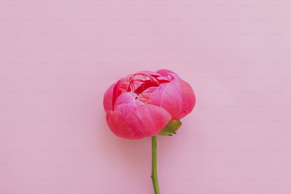 Beautiful big pink peony flower on bright pink background flat lay. Modern minimal floral greeting card template, copy space. Happy mothers day or womens day. Hello spring