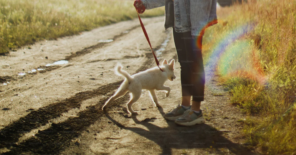 夏の公園でかわいい白い子犬と一緒に歩いているスタイリッシュなカジュアルな女性 暖かい日差しの中で犬と散歩する若い女性 養子縁組の概念 忠実な友人の写真 Unsplashで見つける犬の無料写真 夏の公園でかわいい白い子犬と一緒に歩いているスタイリッシュなカジュアルな女性 暖かい日差しの中で犬と散歩する若い女性 養子縁組の概念 忠実な友人の写真 Unsplashで見つける犬の無料写真