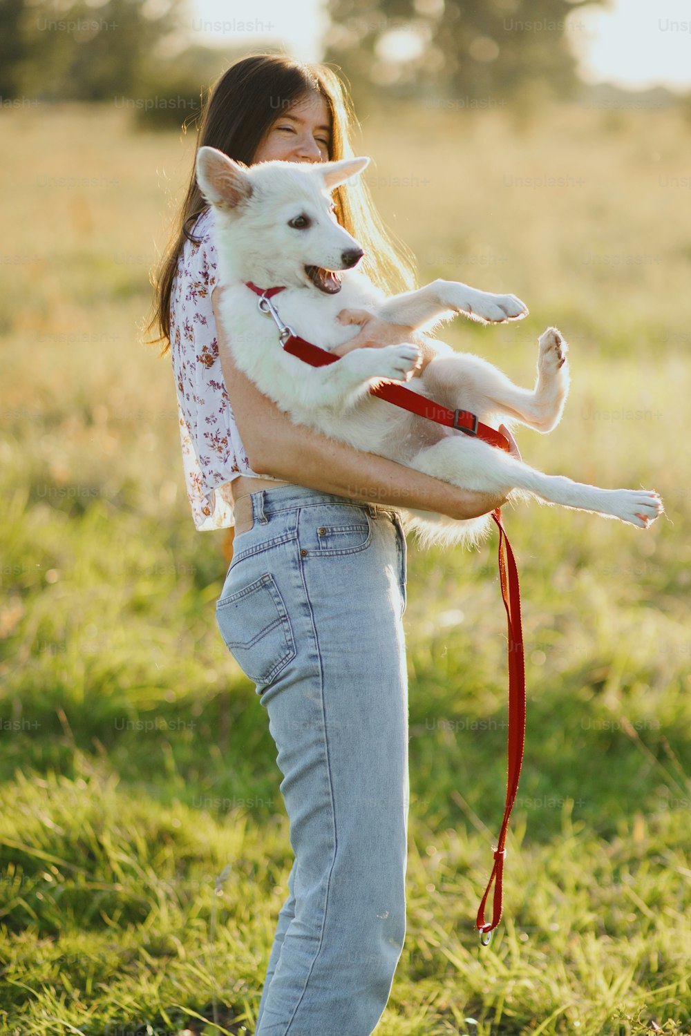 여름 초원의 따뜻한 일몰 빛 속에서 귀여운 하얀 강아지와 놀고 있는 세련된 행복한 여자. 캐주얼한 젊은 여성이 웃고 미친 활동적인 스위스 양치기 강아지를 안고 있다. 재미있는 순간들