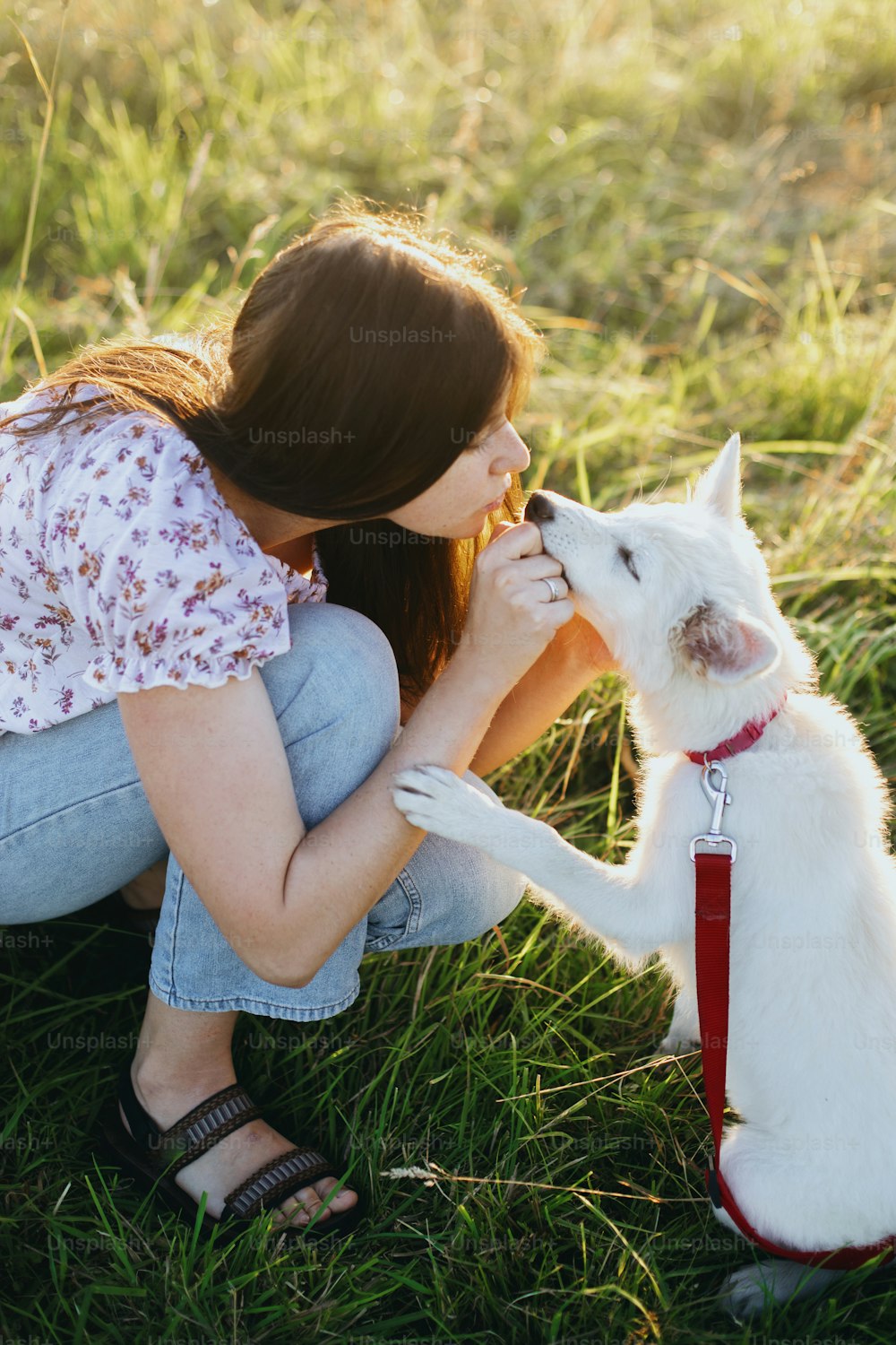 귀여운 흰색 강아지를 훈련시키는 여자는 따뜻한 일몰 빛 아래 여름 초원에서 그를 행동하고 애무합니다. 사랑스러운 스위스 양치기 솜털 강아지가 학습에 대한 보상을 받고 있습니다. 충성스러운 친구. 팀워크