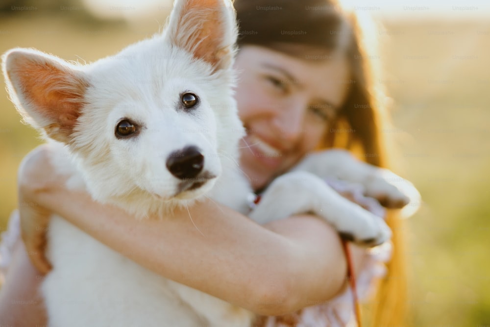Happy woman hugging cute white puppy in warm sunset light in summer meadow. Casual young female cuddling with adorable swiss shepherd fluffy puppy. Beautiful moment of happiness