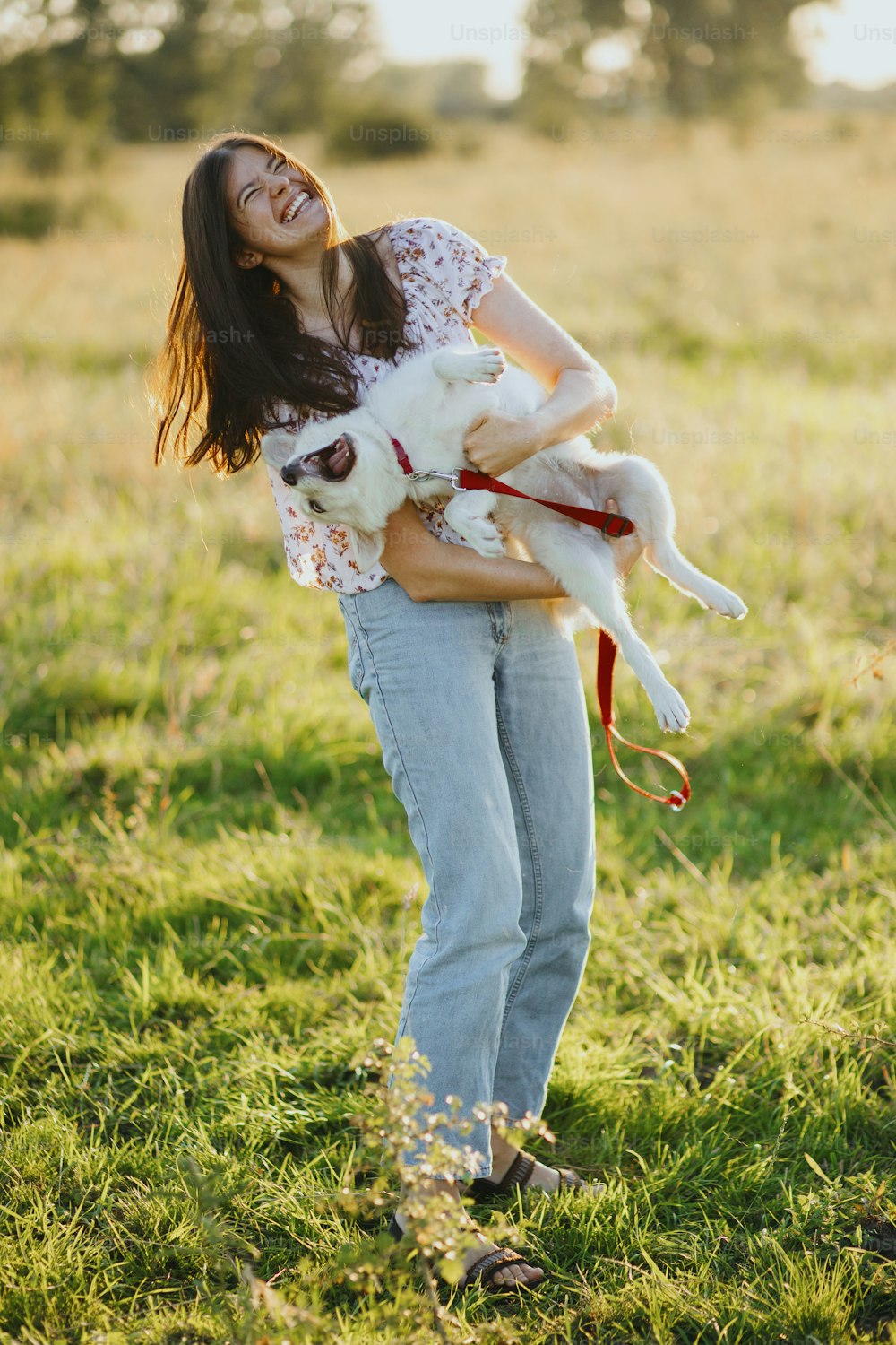 여름 초원의 따뜻한 일몰 빛 속에서 귀여운 하얀 강아지와 놀고 있는 세련된 행복한 여자. 캐주얼한 젊은 여성이 웃고 미친 활동적인 스위스 양치기 강아지를 안고 있다. 재미있는 순간들