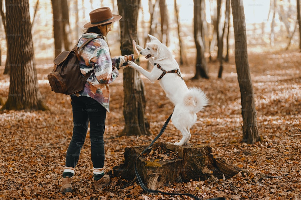 Stylish woman training adorable white dog in sunny autumn woods. Cute swiss shepherd puppy learning with treats. Hipster female with backpack playing with her dog in autumn forest. Space for text