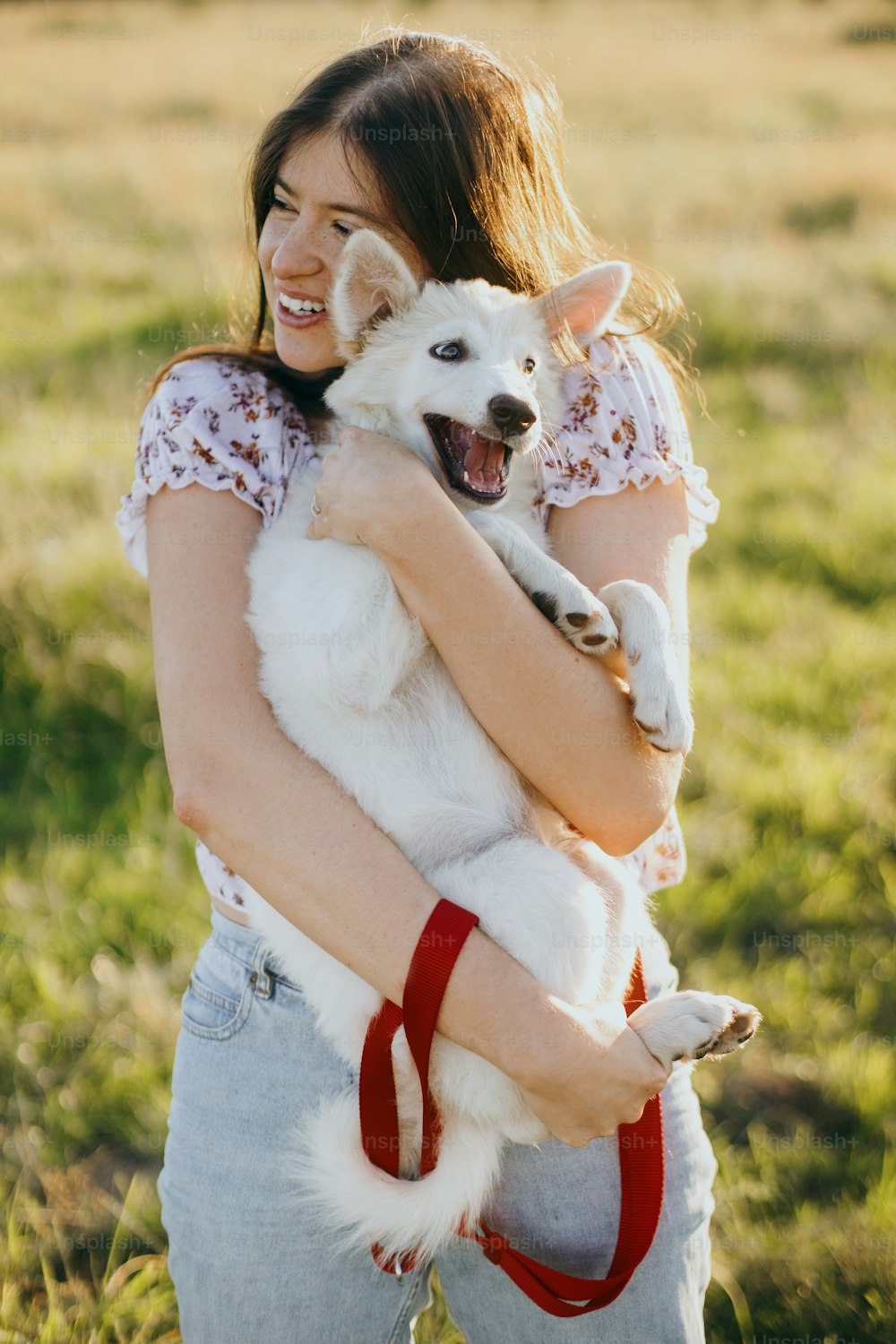 세련 된 행복한 여자는 여름 초원의 따뜻한 일몰 빛에 귀여운 재미있는 흰색 강아지를 껴안고 있습니다. 사랑스러운 스위스 양치기 솜털 강아지와 놀고 있는 캐주얼한 젊은 여성. 아름다운 재미있는 순간들