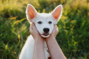 飼い主の手にある愛らしい白い子犬の顔。夏の牧草地の暖かい夕日の光の中でかわいいスイスシェパードのふわふわの子犬を愛撫する女性の手。忠実な友人、養子縁組のコンセプト