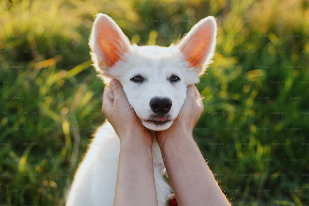 주인의 손에 사랑스러운 하얀 강아지 얼굴. 여자 손은 여름 초원의 따뜻한 일몰 빛에서 귀여운 스위스 양치기 푹신한 강아지를 애무합니다. 충성스러운 친구, 입양 개념
