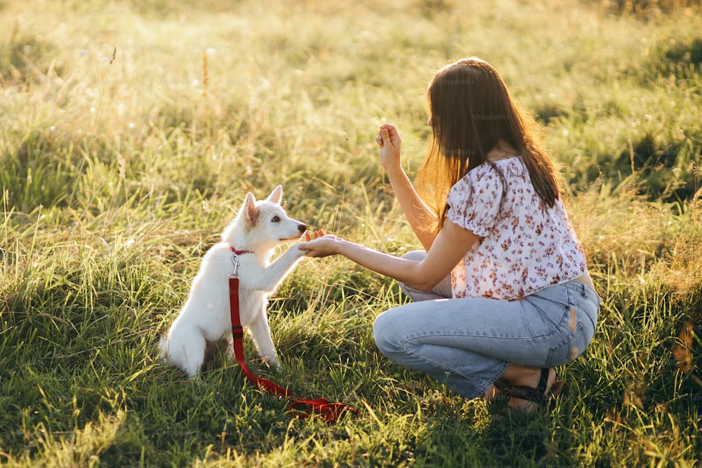 귀여운 흰색 강아지를 훈련시키는 여자는 따뜻한 일몰 빛 아래 여름 초원에서 행동하고 새로운 트릭을 합니다. 사랑스러운 스위스 양치기 강아지가 발을 주고 학습에 대한 보상을 받고 있습니다. 충성스러운 친구. 팀워크