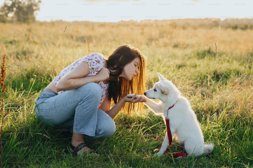 Woman training cute white puppy to behave and new tricks in summer meadow in warm sunset light. Adorable swiss shepherd puppy giving paw and getting reward for learning. Loyal friend. Teamwork