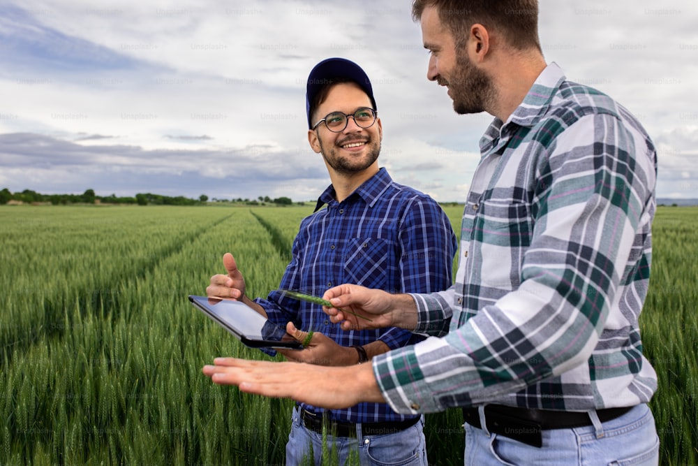 Two farmers in green wheat field examining crop during cloudy day.