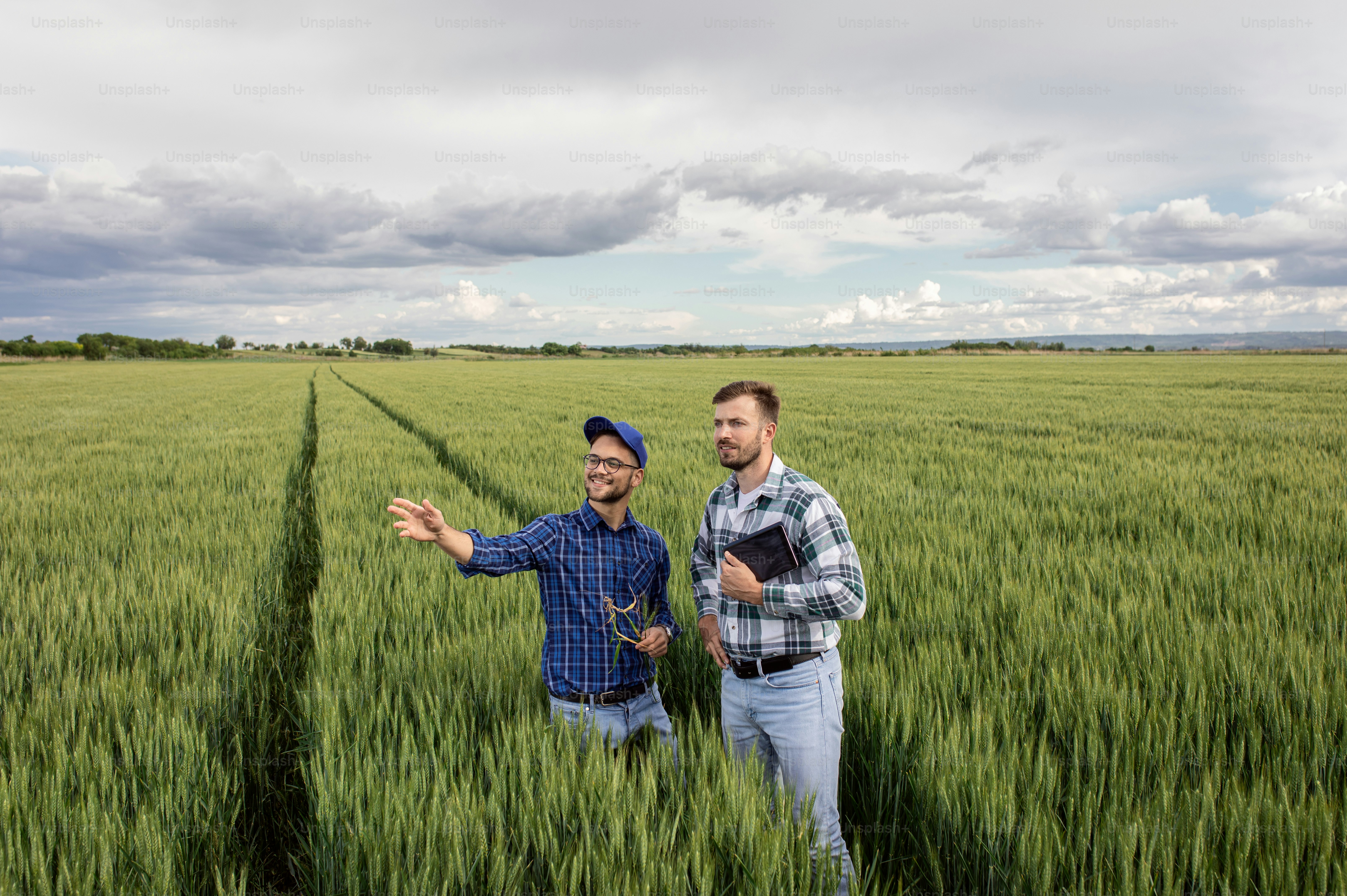 Due agricoltori in un campo di grano verde che esaminano il raccolto durante il giorno nuvoloso.
