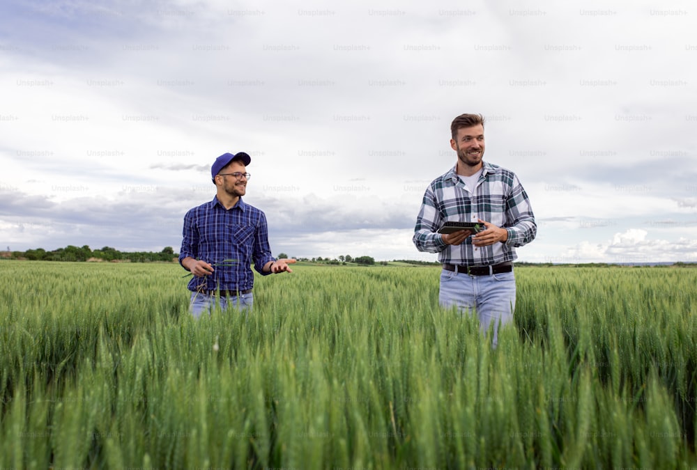 Two farmers in green wheat field examining crop during cloudy day.