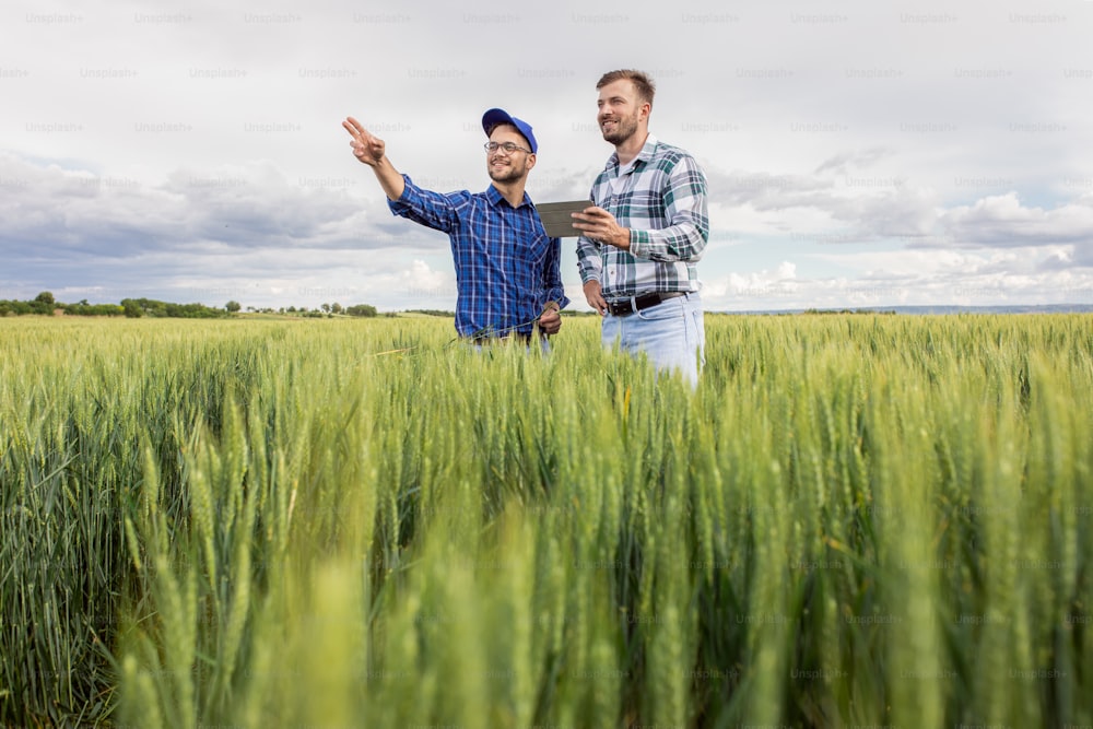 Due agricoltori in un campo di grano verde che esaminano il raccolto durante il giorno nuvoloso.